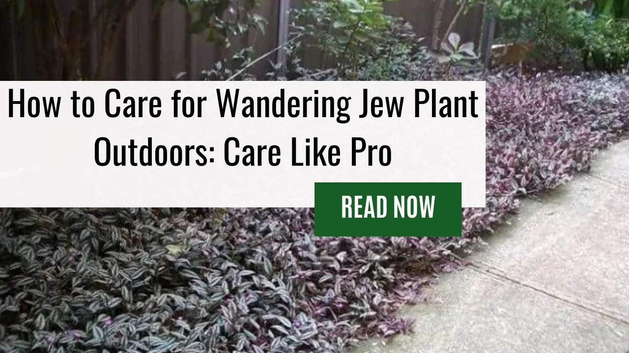 How to Care for Wandering Jew Plant Outdoors: Care Like Pro