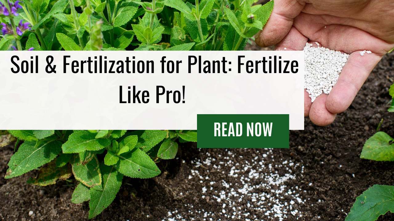 Soil & Fertilization For Plant: Learn How to Fertilize Plants and Boost Your Gardening Game!