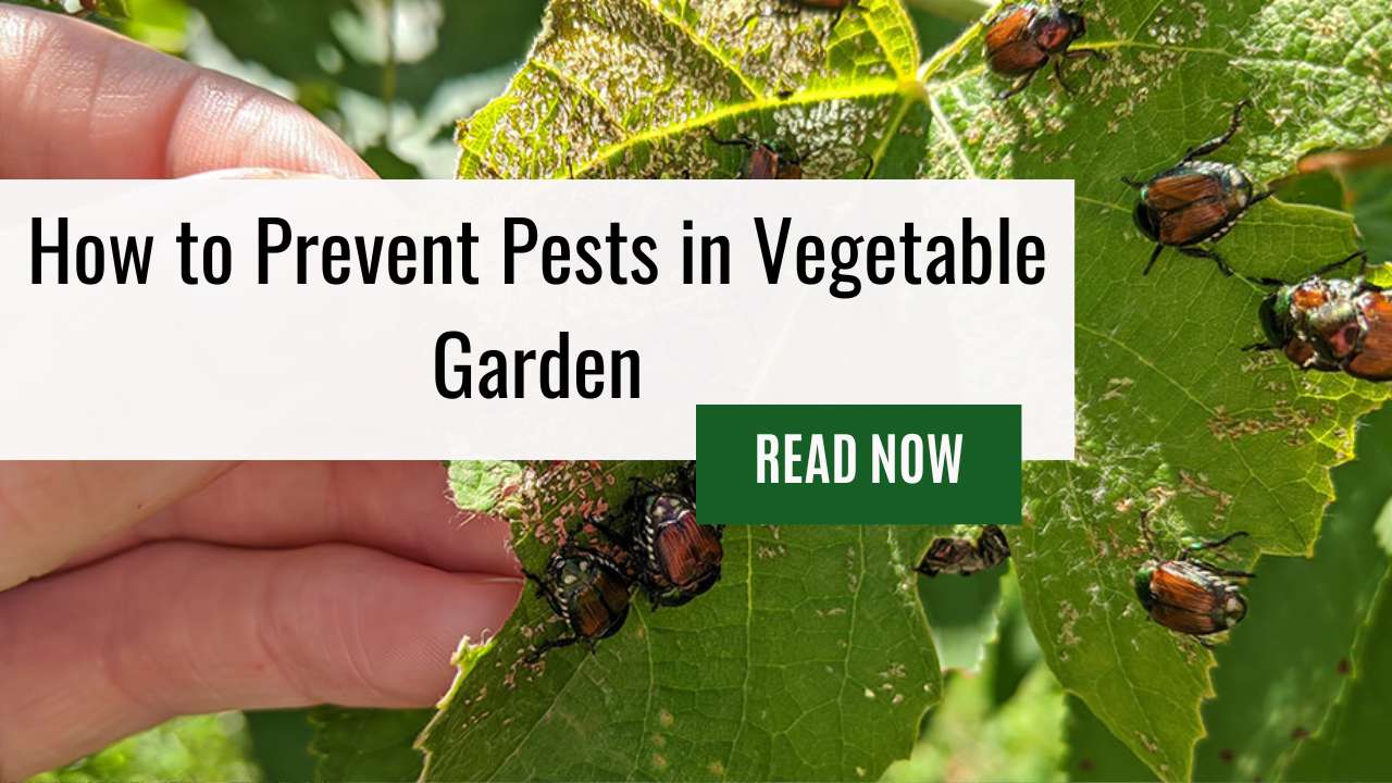 How to Prevent Pests in Vegetable Garden