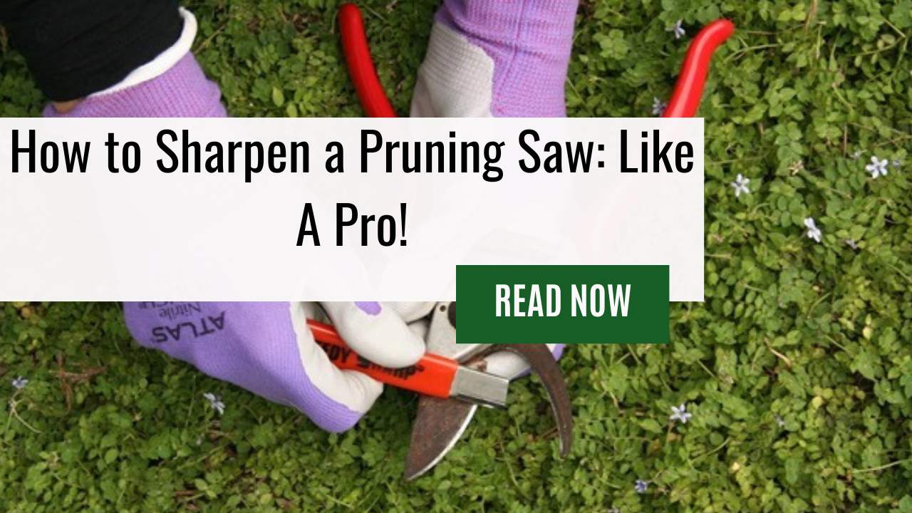How to Sharpen a Pruning Saw: Like A Pro!