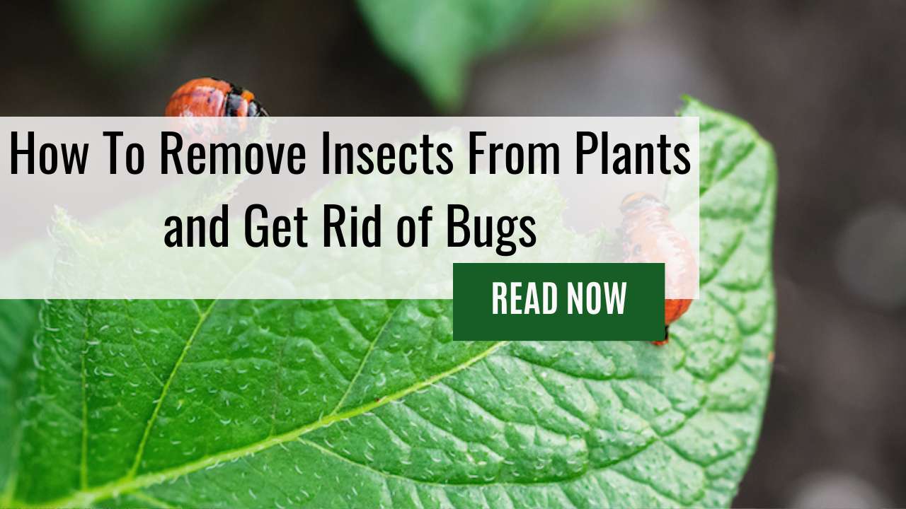 How to remove insects from plants and get rid of bugs