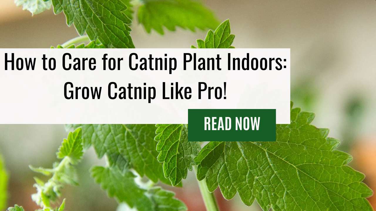 How to Care for Catnip Plant Indoors: Grow Catnip Like Pro!