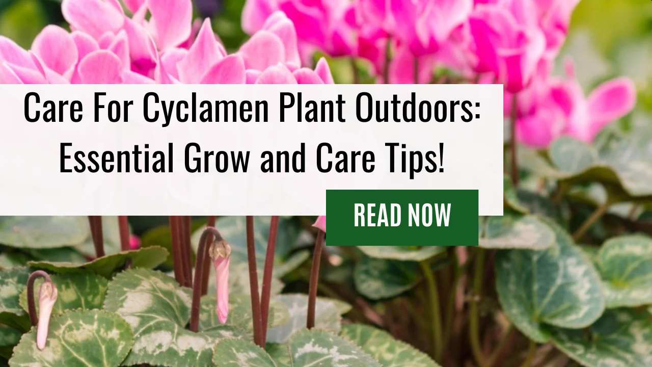 Learn to Grow and Care For Cyclamen Plant Outdoors Keep Your Hardy Cyclamen Outdoors Thriving! 
