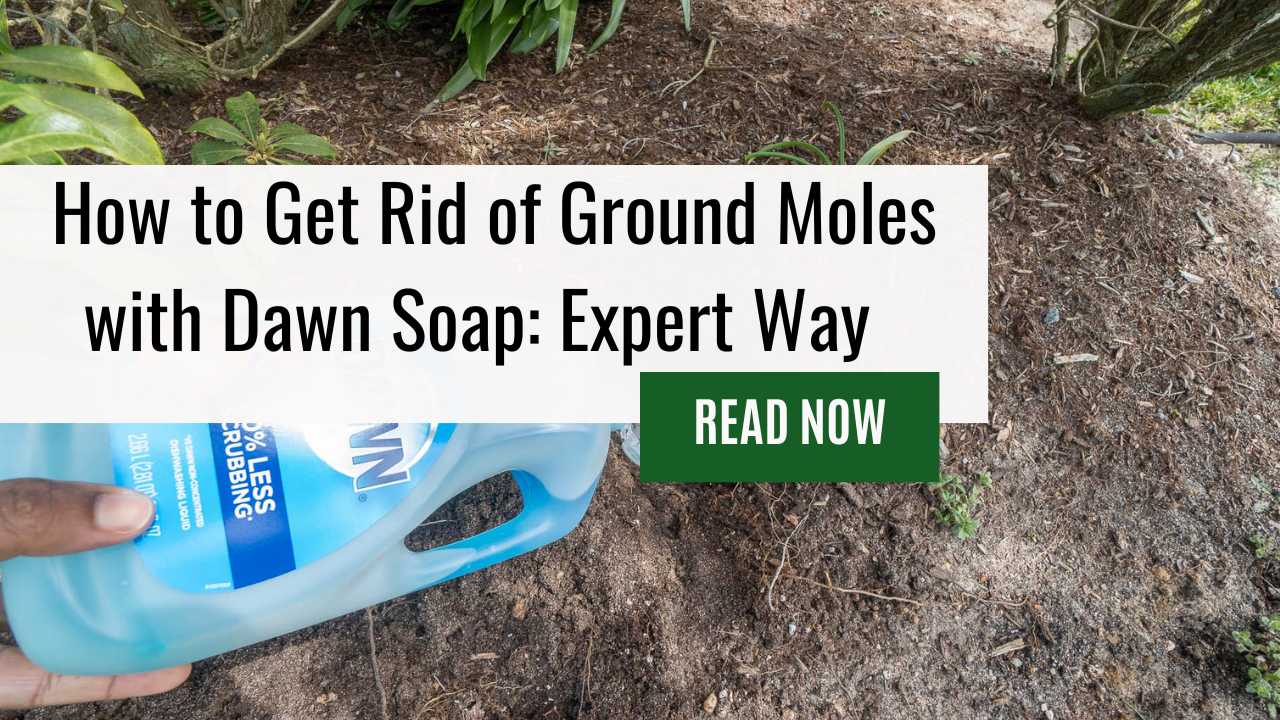 How to Get Rid of Ground Moles with Dawn Soap: Expert Way