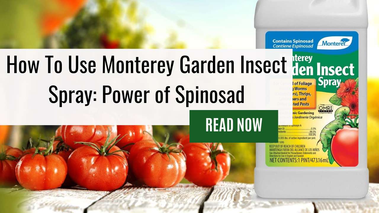 How To Use Monterey Garden Insect Spray: Power of Spinosad
