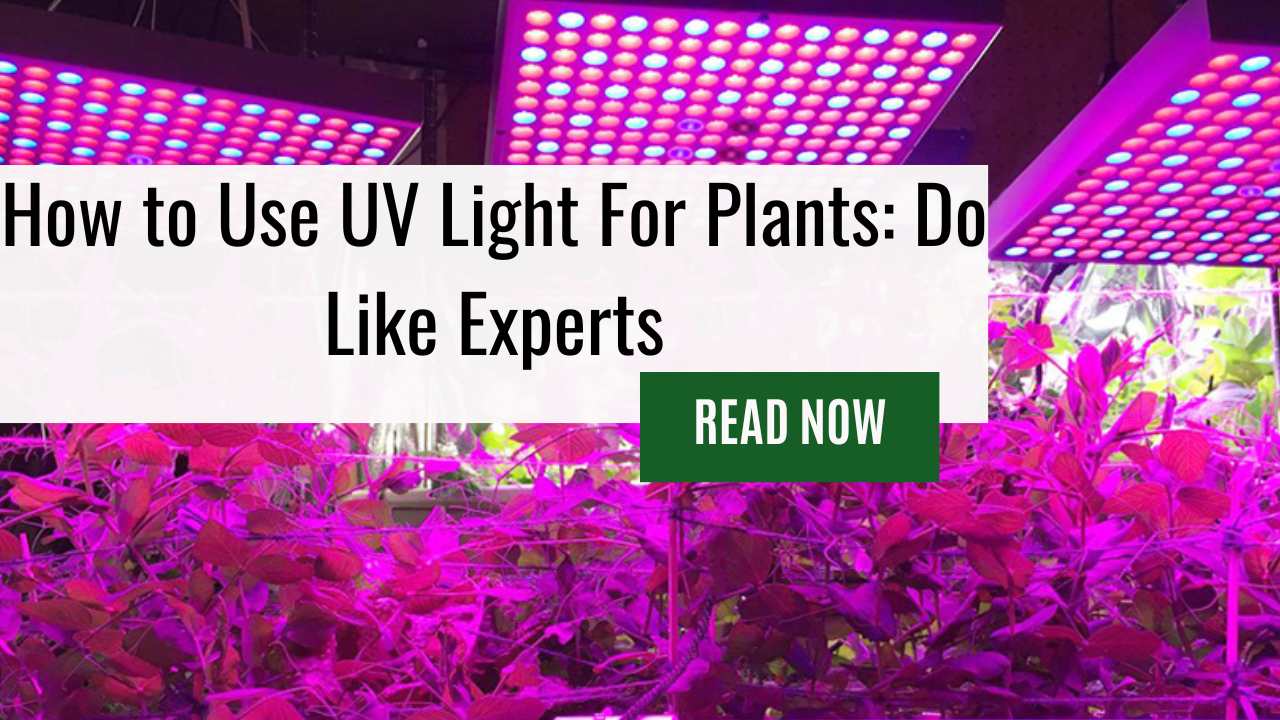 How to Use UV Light For Plants: Do Like Experts