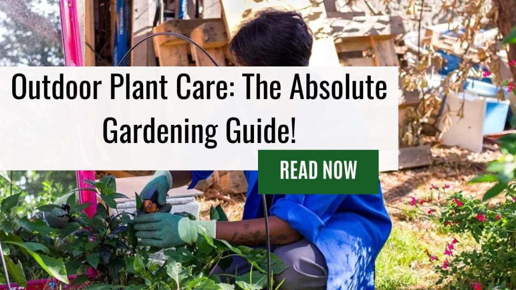 Outdoor Plant Care: The Absolute Gardening Guide!