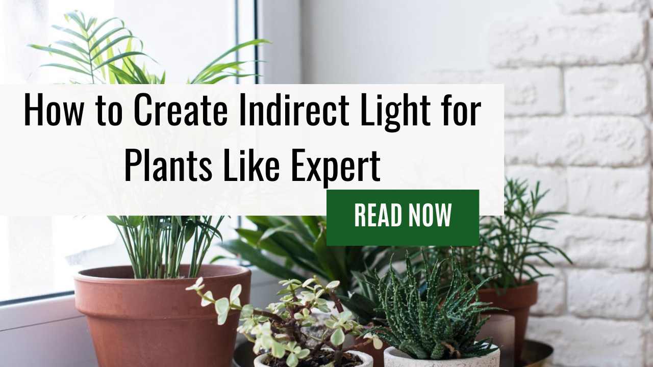 How to Create Indirect Light for Plants Like Expert