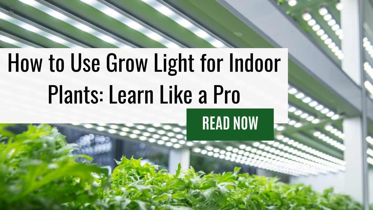 How to Use Grow Light for Indoor Plants: Learn Like a Pro