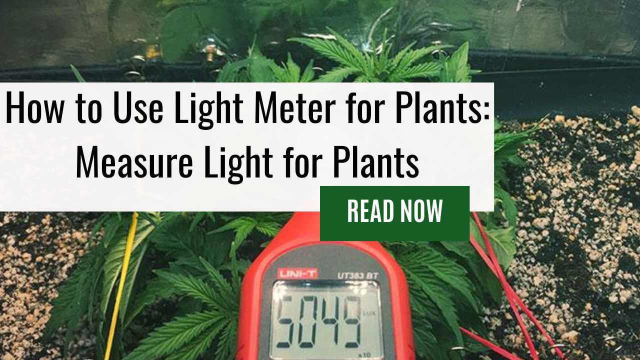 How to Use Light Meter for Plants: Measure Light for Plants