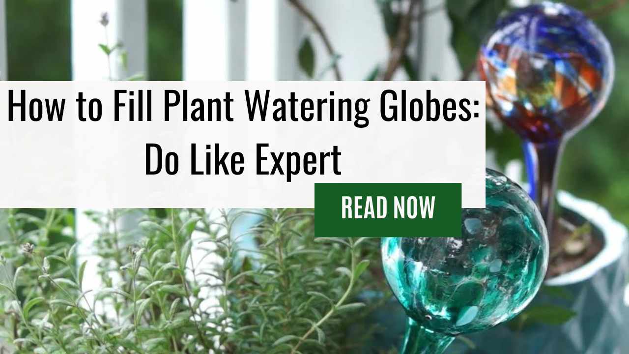 How to Fill Plant Watering Globes: Do Like Expert