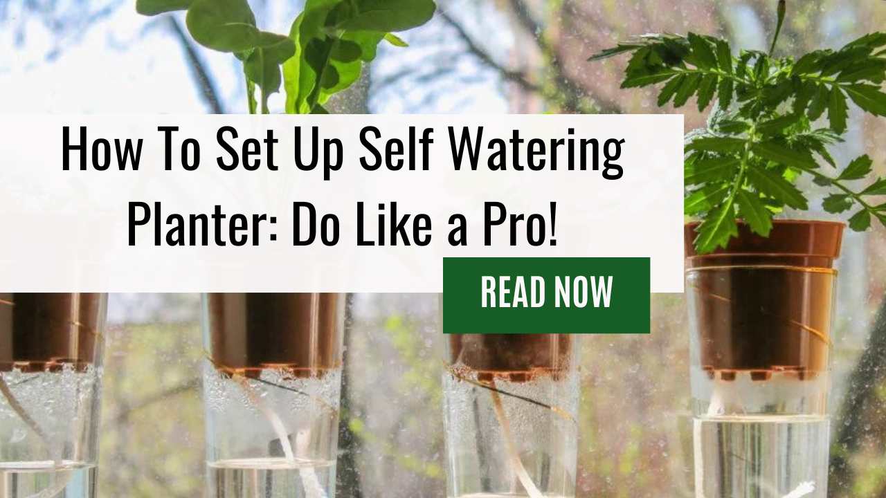 How To Set Up Self Watering Planter: Do Like a Pro!