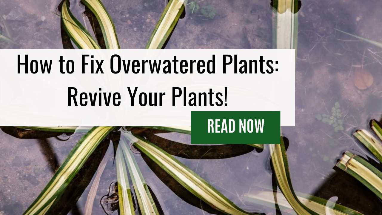 How to Fix Overwatered Plants: Revive Your Plants!