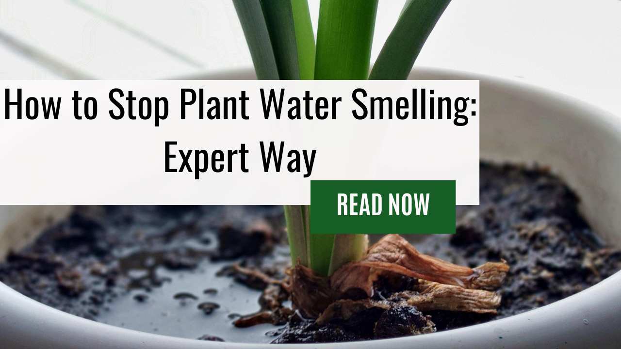 How to Stop Plant Water Smelling: Expert Way