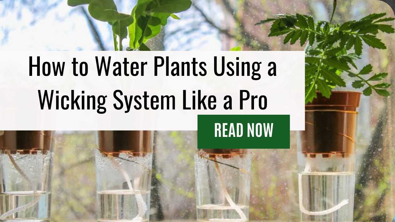 How to Water Plants Using a Wicking System: The Perfect Guide to Using Wicks to Water Plants and Wick Watering Systems!