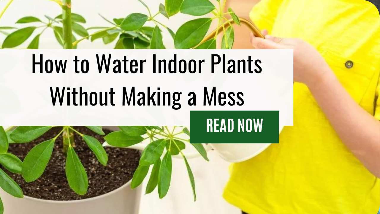 How to Water Indoor Plants Without Making a Mess