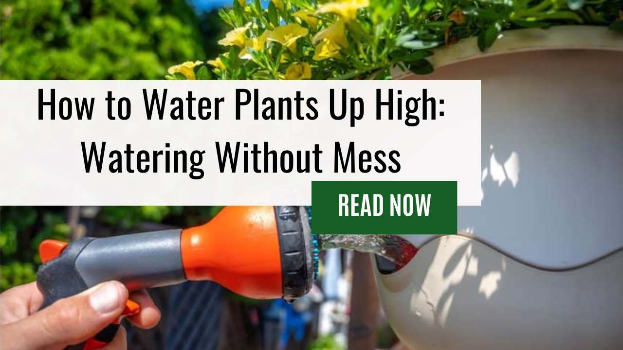How to Water Plants Up High: Watering Without Mess