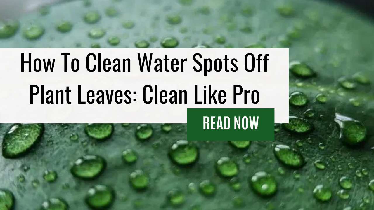 How To Clean Water Spots Off Plant Leaves: Clean Like Pro