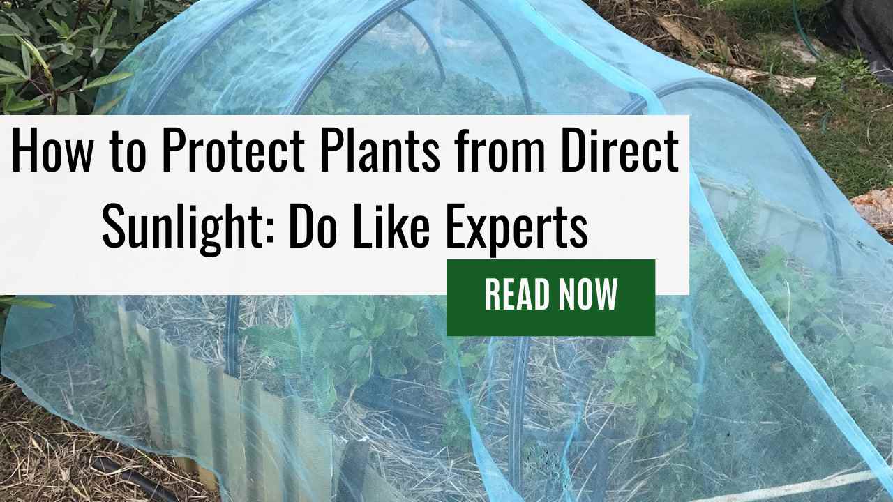 How to Protect Plants from Direct Sunlight: Do Like Experts