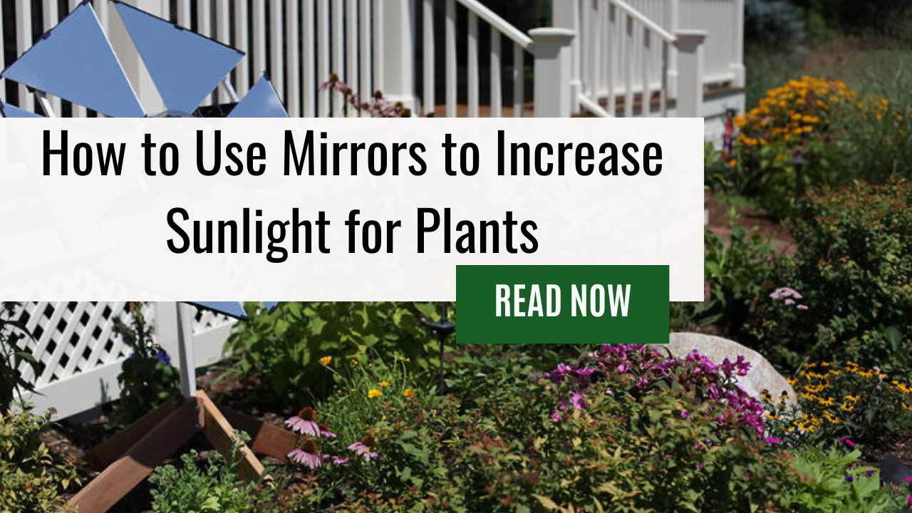 Try Using Mirrors to Reflect and Redirect Sunlight to your Indoor Garden by Learning How To Use Mirrors To Increase Sunlight For Plants