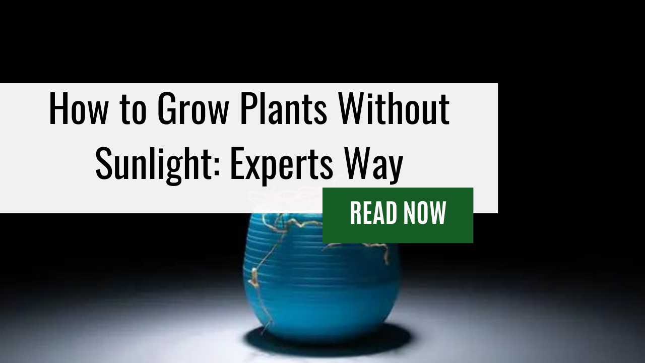 How to Grow Plants Without Sunlight: Experts Way