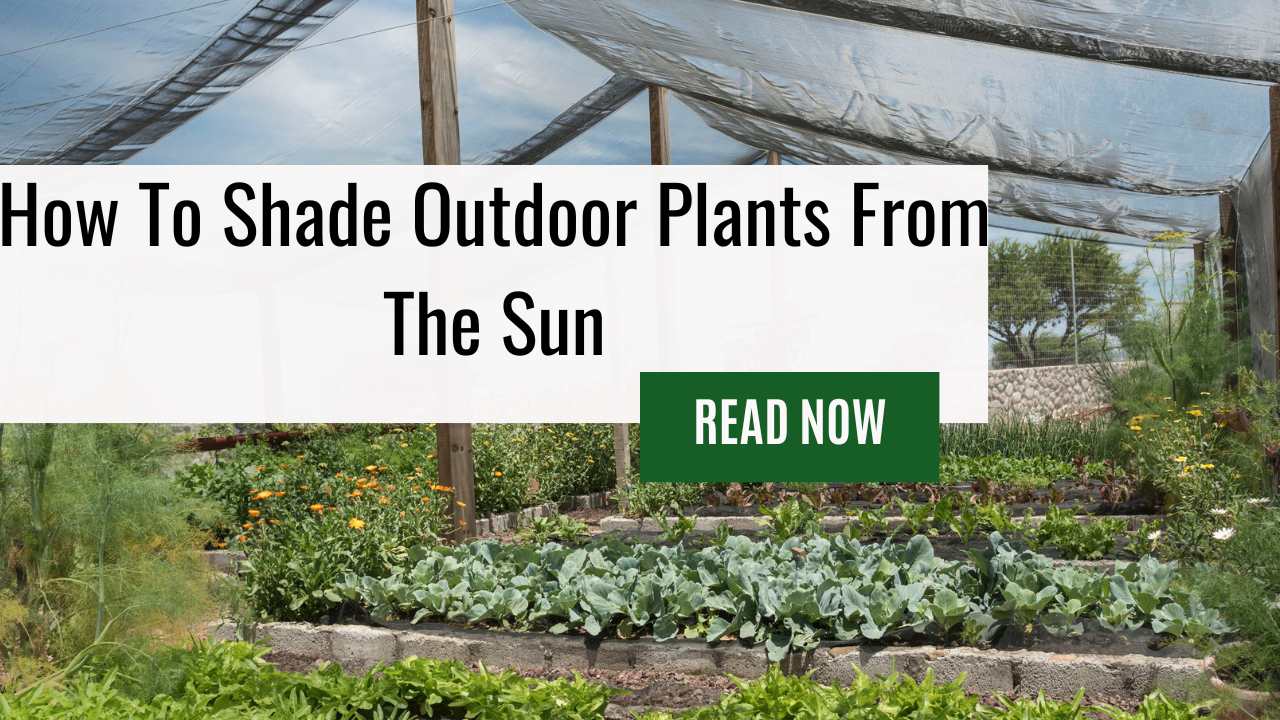 Don’t Let the Summer Heat Scorch Your Plants! Learn How To Shade Outdoor Plants From The Sun Using Shade Cloth and Other Smart Techniques